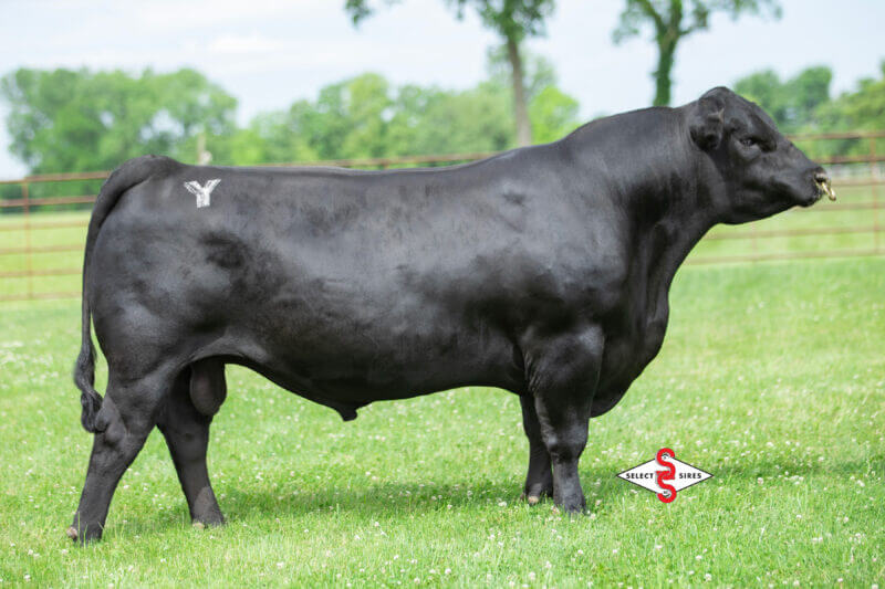 Genetics - YON Family Farms - Seedstock Operation - Ridge