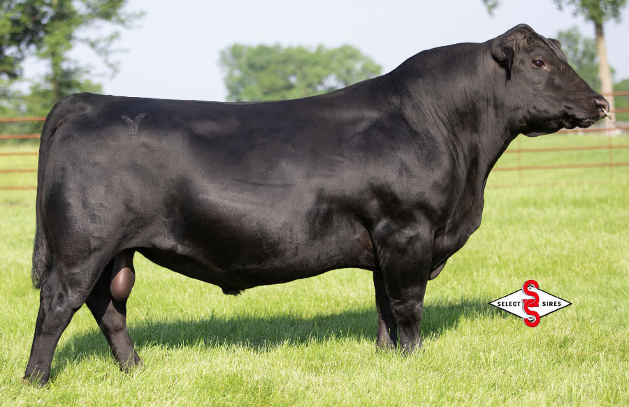 Genetics - YON Family Farms - Seedstock Operation - Ridge